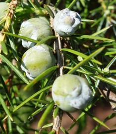  Cone:  Juniperus rigida ; Photo by Daderot, wikimedia commons
